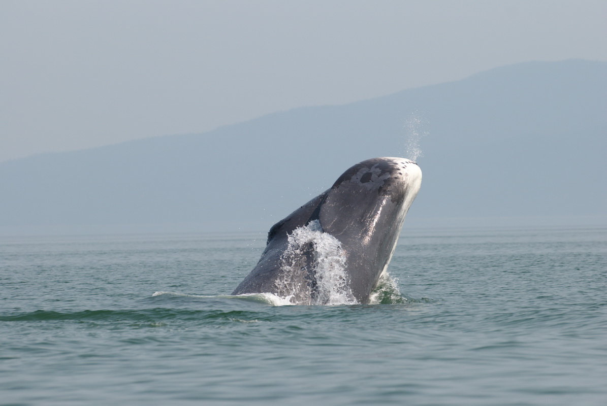 Гренландский кит, фото О.В. Шпак
