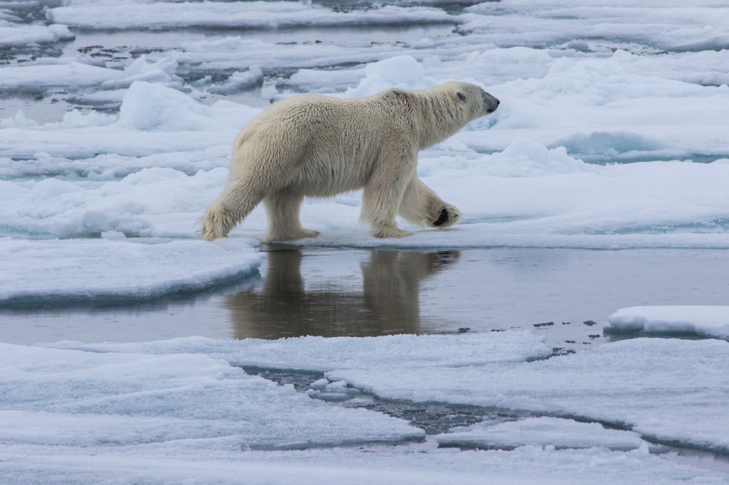  Белый медведь. Фото: Николай Гернет