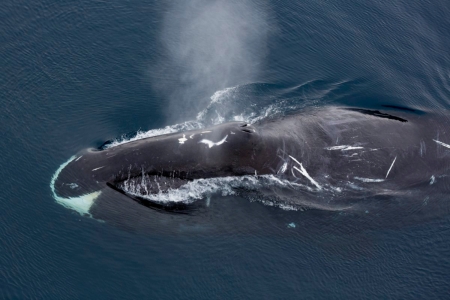Bowhead whale. Photo: Jon Aars / Norwegian Polar Institute
